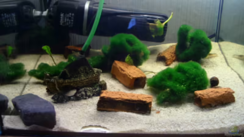 Aquarium Hauptansicht von Aufzuchtbecken