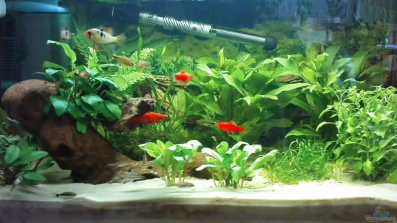 Aquarium Hauptansicht von Becken 10003