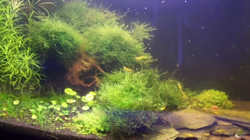 Aquarium Hauptansicht von Becken 10006