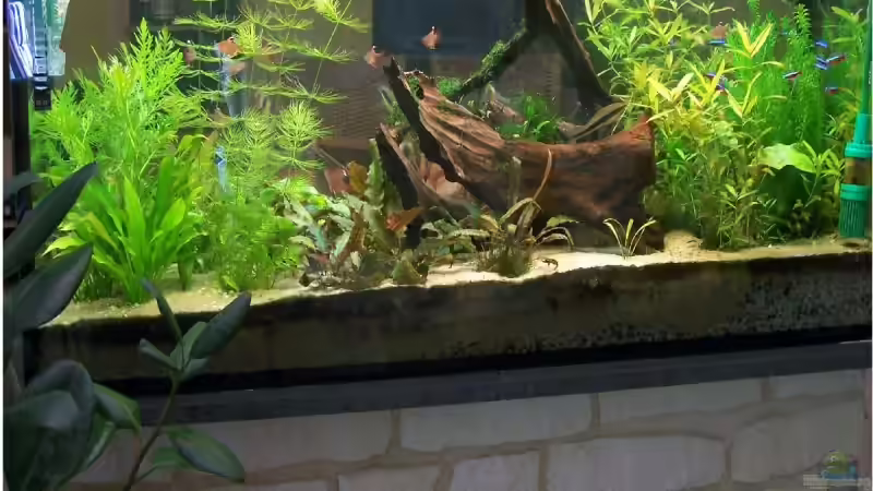 Aquarium Hauptansicht von Becken 10033