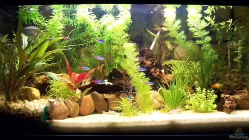Aquarium Hauptansicht von Becken 10056