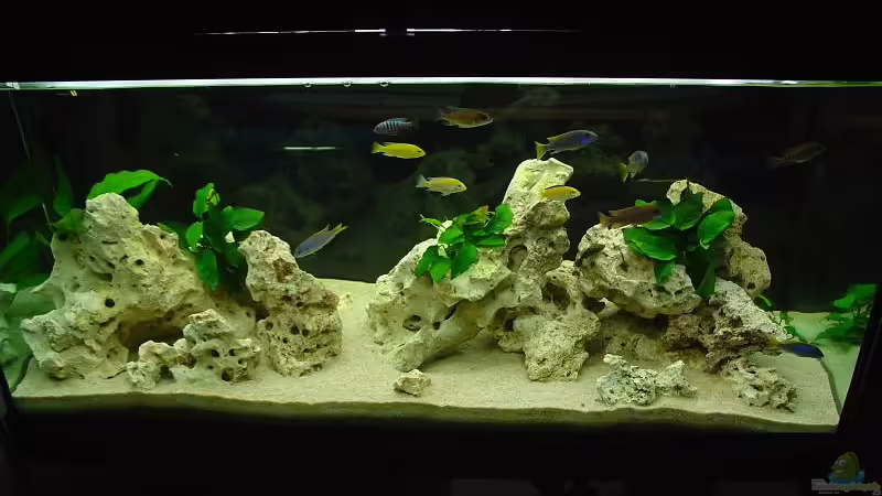 Aquarium Hauptansicht von Becken 1009