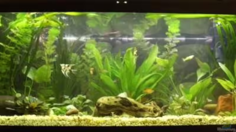 Aquarium Hauptansicht von Becken 10120