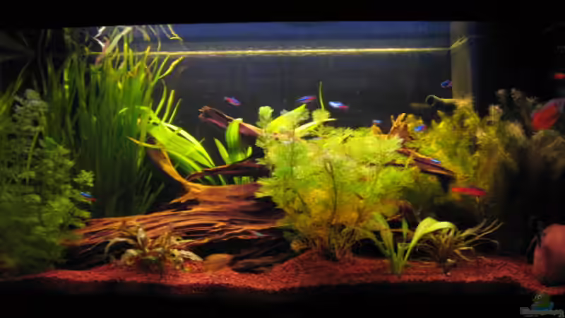 Aquarium Hauptansicht von Becken 10133