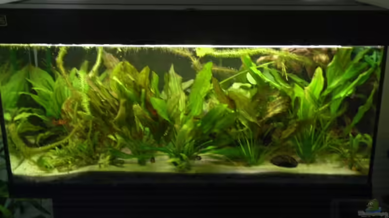 Aquarium Hauptansicht von Becken 10367