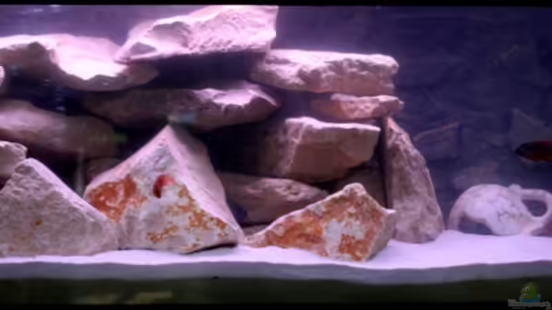Aquarium Hauptansicht von Becken 10405