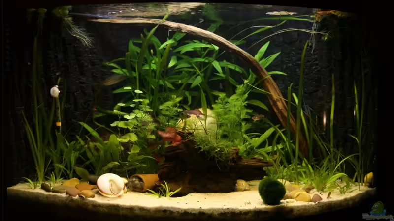 Aquarium Hauptansicht von Becken 10527