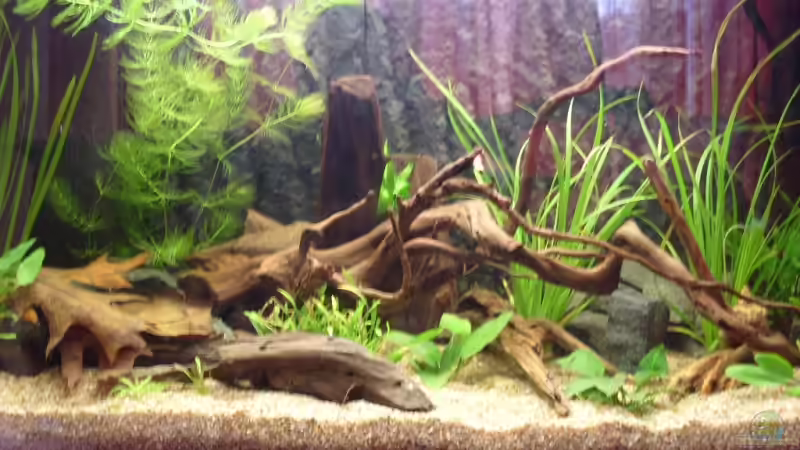 Aquarium Hauptansicht von Becken 10582