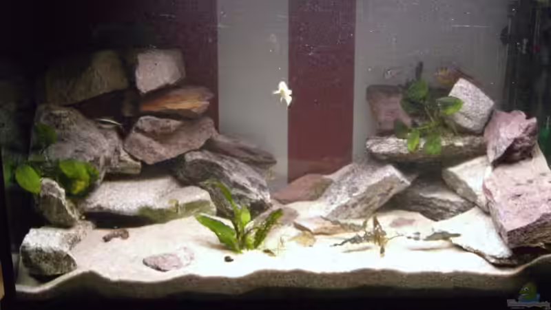 Aquarium Hauptansicht von Becken 10671
