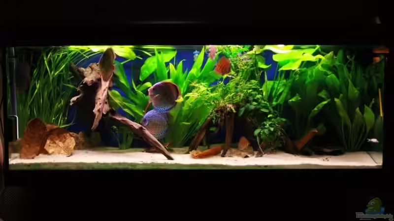 Aquarium Hauptansicht von Becken 10714