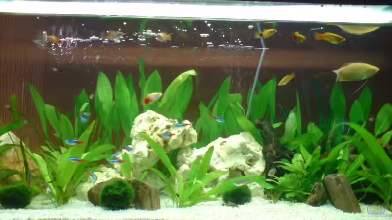 Aquarium Hauptansicht von Becken 10721