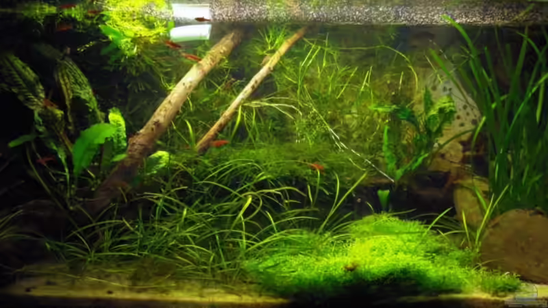 Aquarium Hauptansicht von Becken 10794