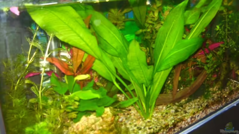 Aquarium Hauptansicht von Becken 11244