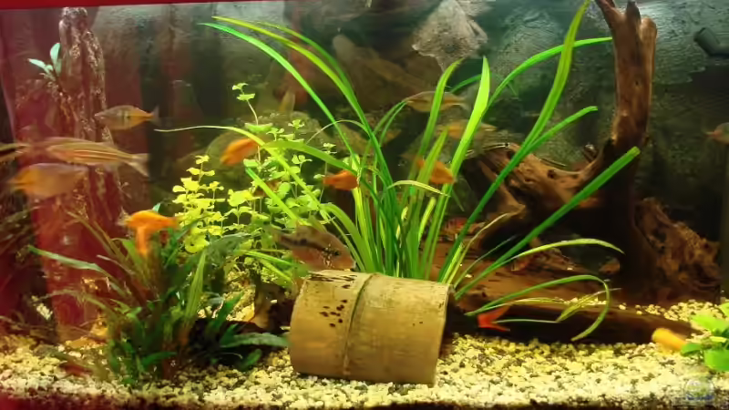 Aquarium Hauptansicht von Becken 11250