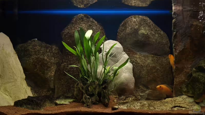 Aquarium Hauptansicht von Becken 11282