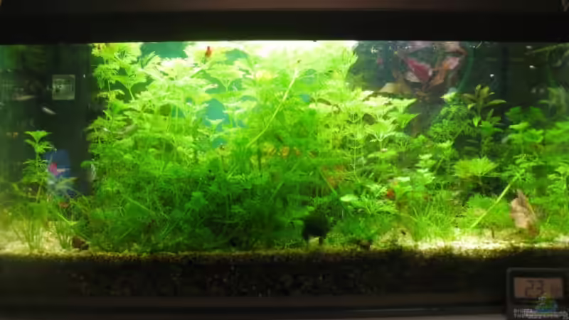 Aquarium Hauptansicht von Becken 11295