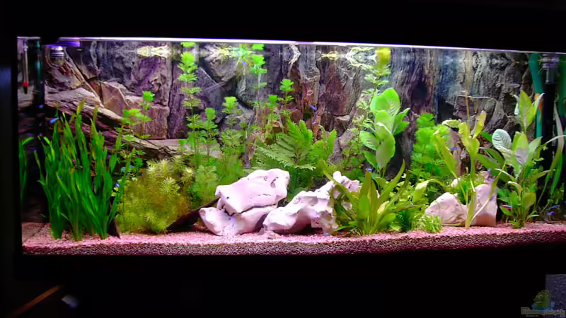 Aquarium Hauptansicht von Becken 1136