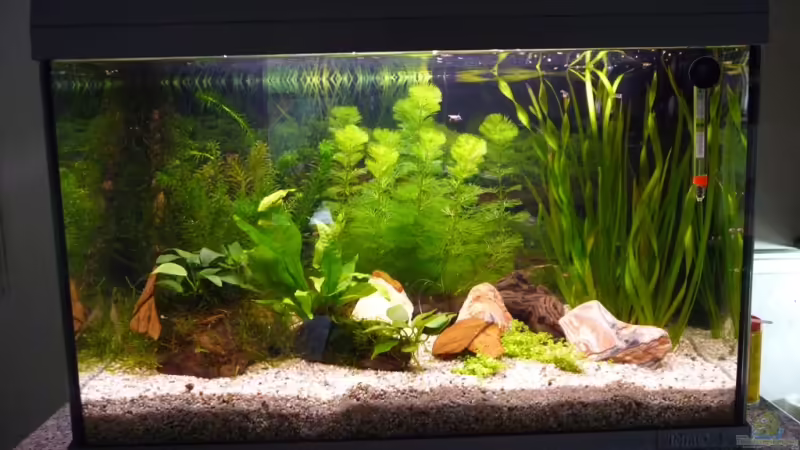Aquarium Hauptansicht von Becken 11451
