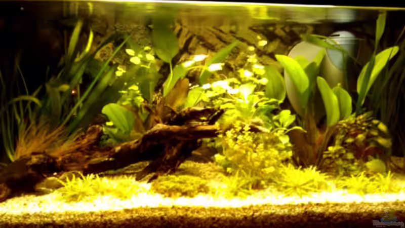 Aquarium Hauptansicht von Becken 11560