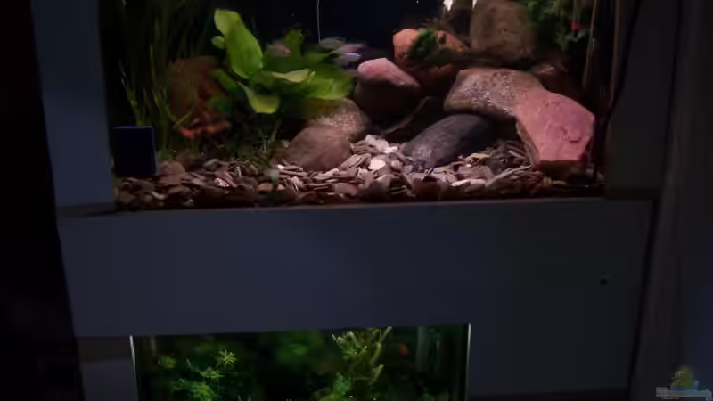 Aquarium Hauptansicht von Becken 11632