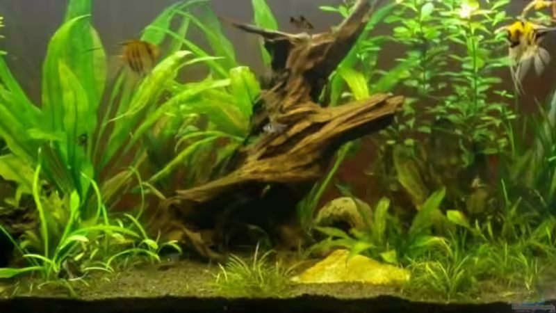 Aquarium Hauptansicht von Becken 11649