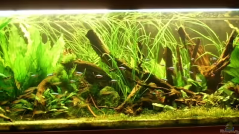 Aquarium Hauptansicht von Becken 11688
