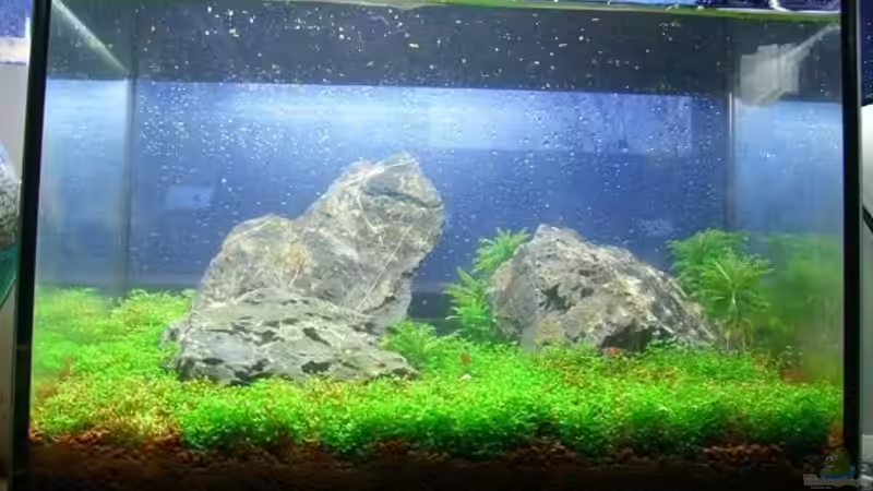 Aquarium Hauptansicht von Becken 11719