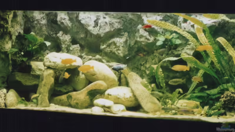 Aquarium Hauptansicht von Becken 1185