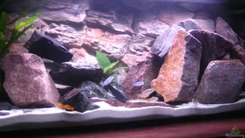 Aquarium Hauptansicht von Becken 11924