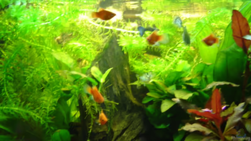 Aquarium Hauptansicht von Becken 11965