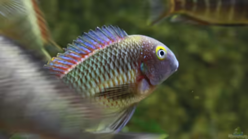 Aquarium Hauptansicht von Becken 12042