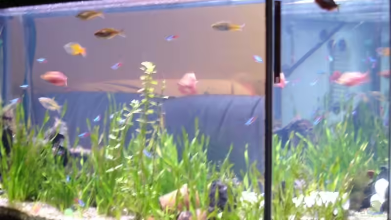 Aquarium Hauptansicht von Becken 12120