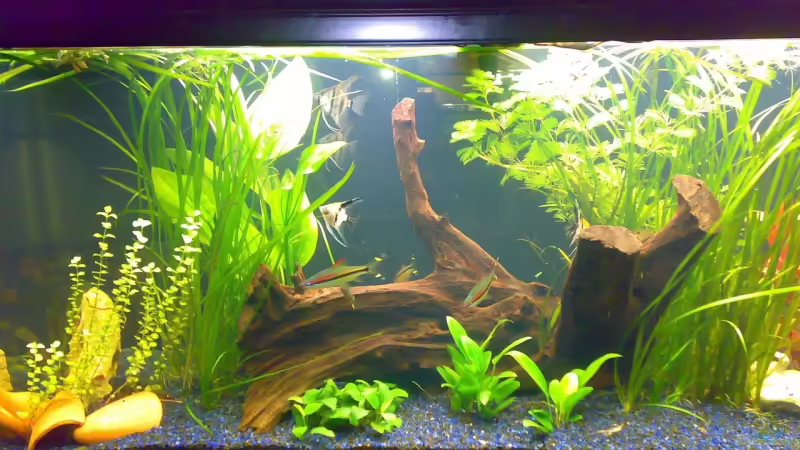 Aquarium Hauptansicht von Becken 12225