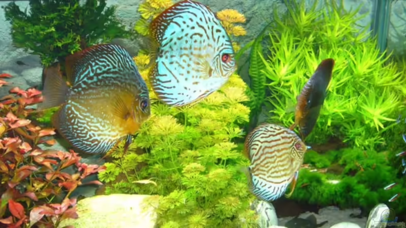 Aquarium Hauptansicht von Becken 12427