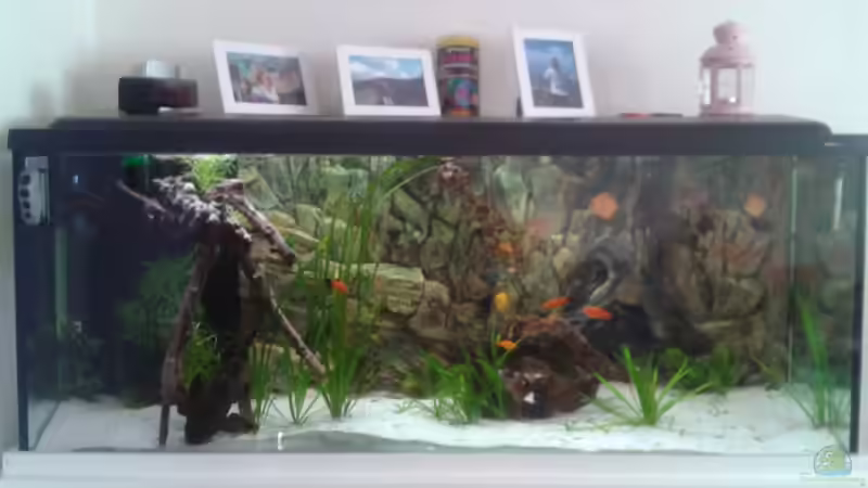 Aquarium Hauptansicht von Becken 12585