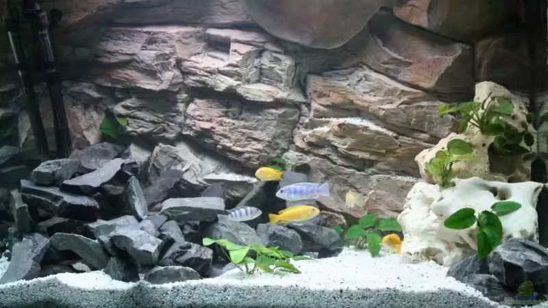 Aquarium Hauptansicht von Becken 12778