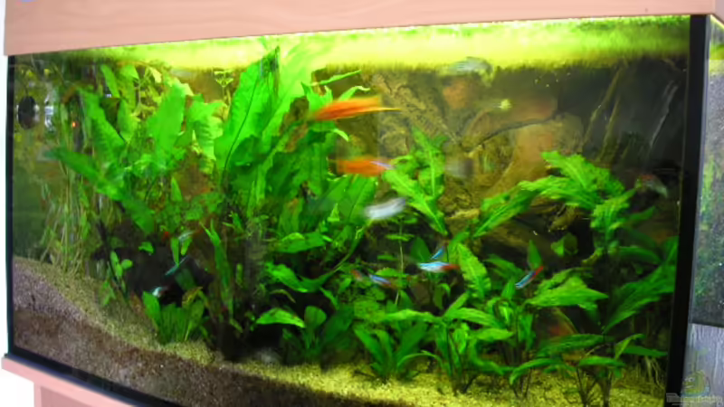 Aquarium Hauptansicht von Becken 1283