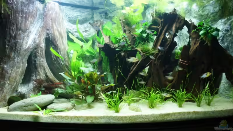 Aquarium Hauptansicht von Becken 12856