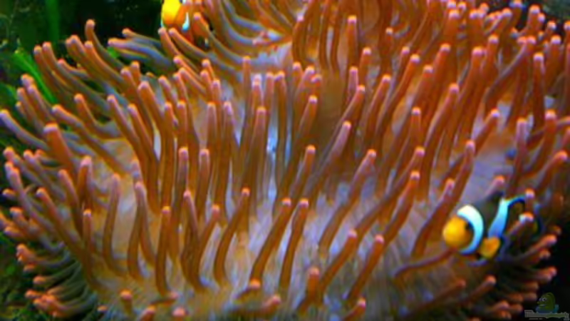 Aquarium Hauptansicht von Becken 12881