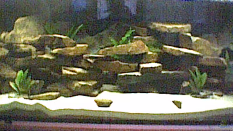 Aquarium Hauptansicht von Becken 129