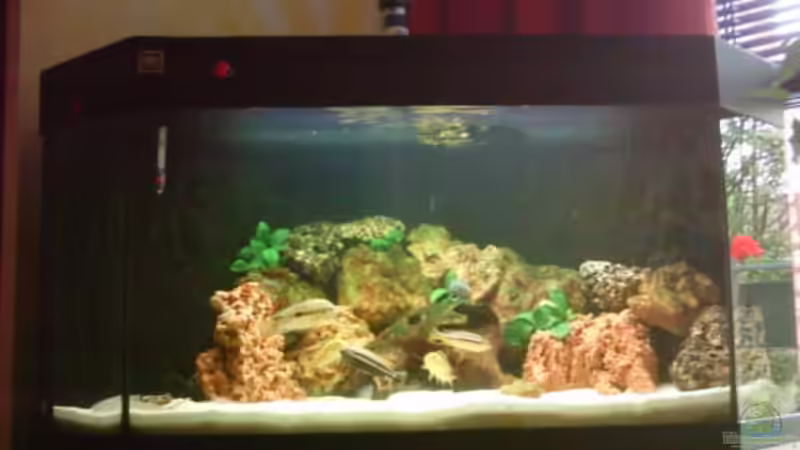 Aquarium Hauptansicht von Becken 1290