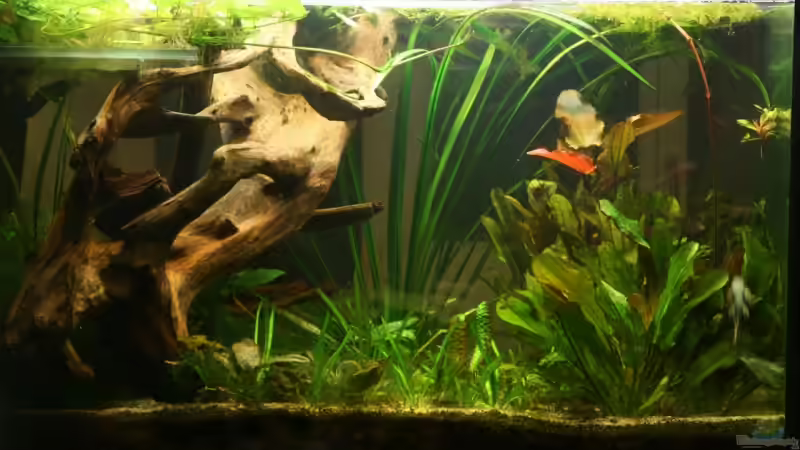 Aquarium Hauptansicht von Becken 13016