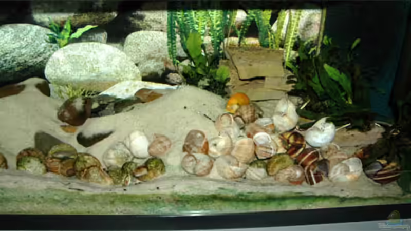 Aquarium Hauptansicht von Becken 1314