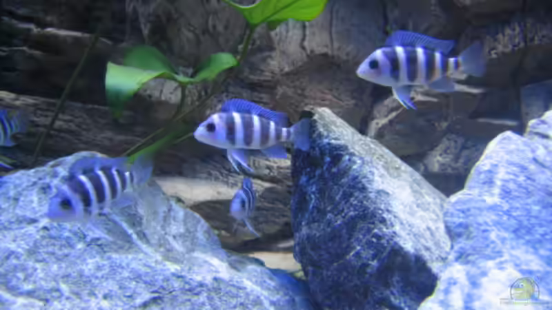Aquarium Hauptansicht von Becken 13192