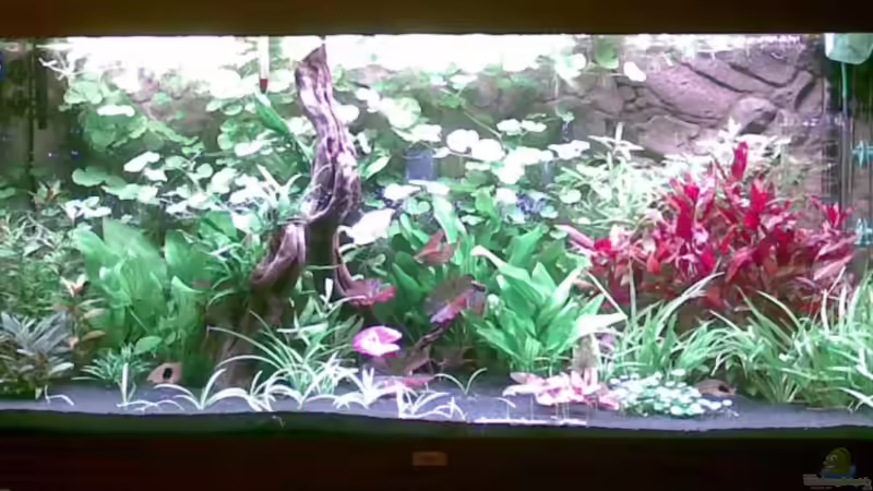 Aquarium Hauptansicht von Becken 13230