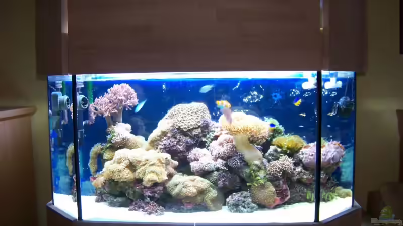 Aquarium Hauptansicht von Becken 13240