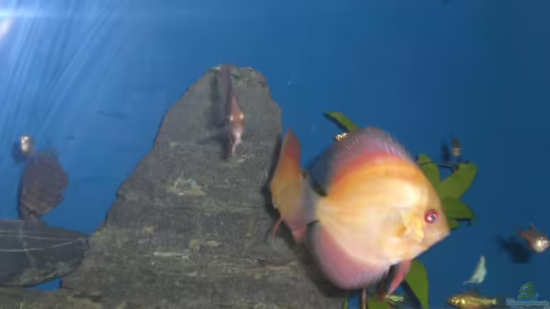 Aquarium Hauptansicht von Becken 13245