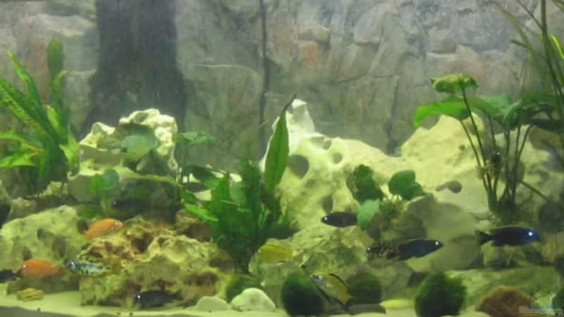 Aquarium Hauptansicht von Becken 13353