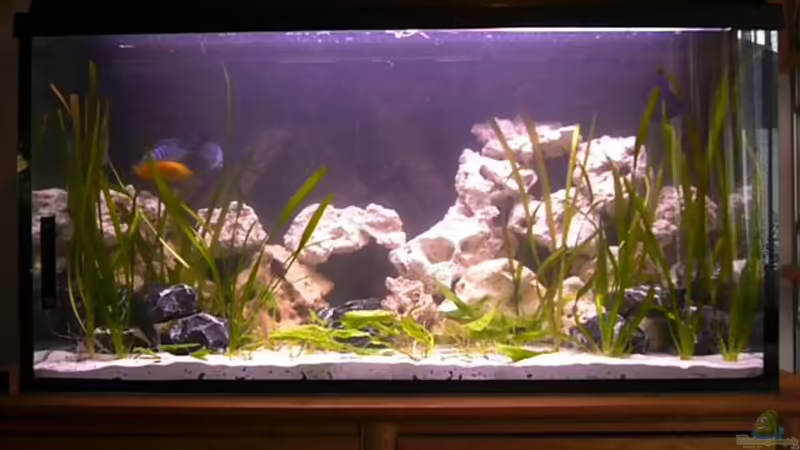 Aquarium Hauptansicht von Becken 13498