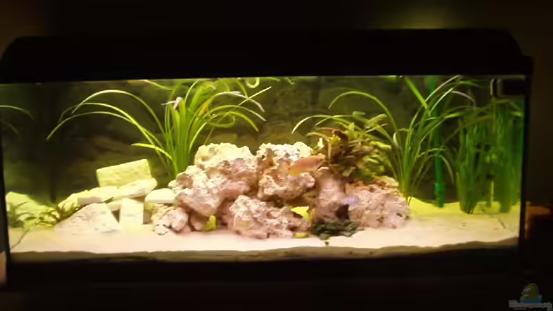 Aquarium Hauptansicht von Becken 1351